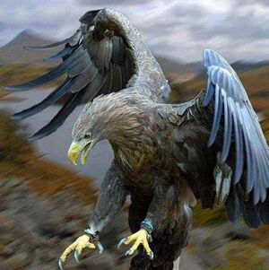 Eagle-01-goog