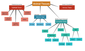 Tissues-Animal-01-goog