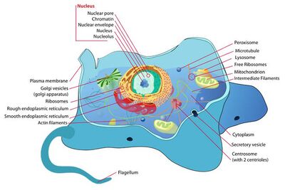 Animal-Cell