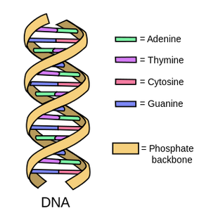 Nucleobases-02-goog