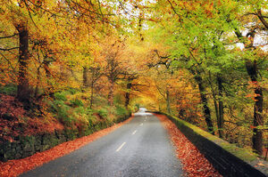 Autumn-01-goog