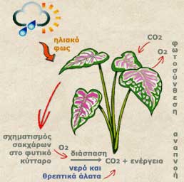Photosynthesis-goog