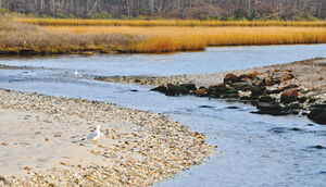 Gold-in-River-01-goog