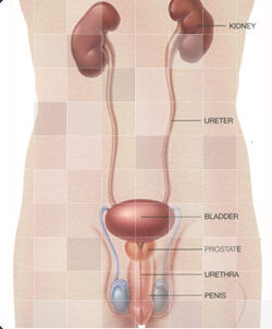 Urology-01-goog