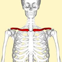Bones-collar-02-goog