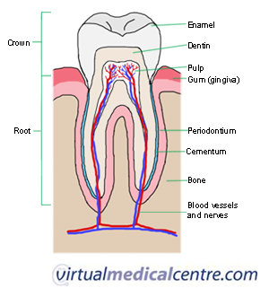 Tooth-goog