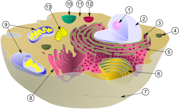 BiologicalCell