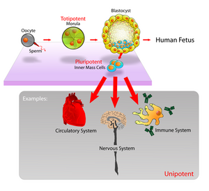 Stem-cells-02-goog