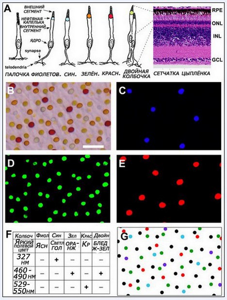 Fluorescentă microscop, știință, fandom alimentat de wikia