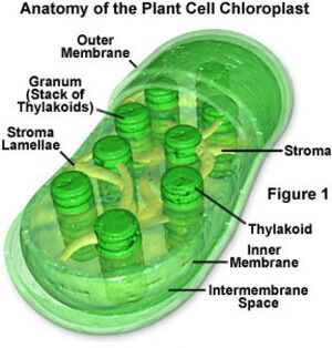 Chloroplast-03-goog