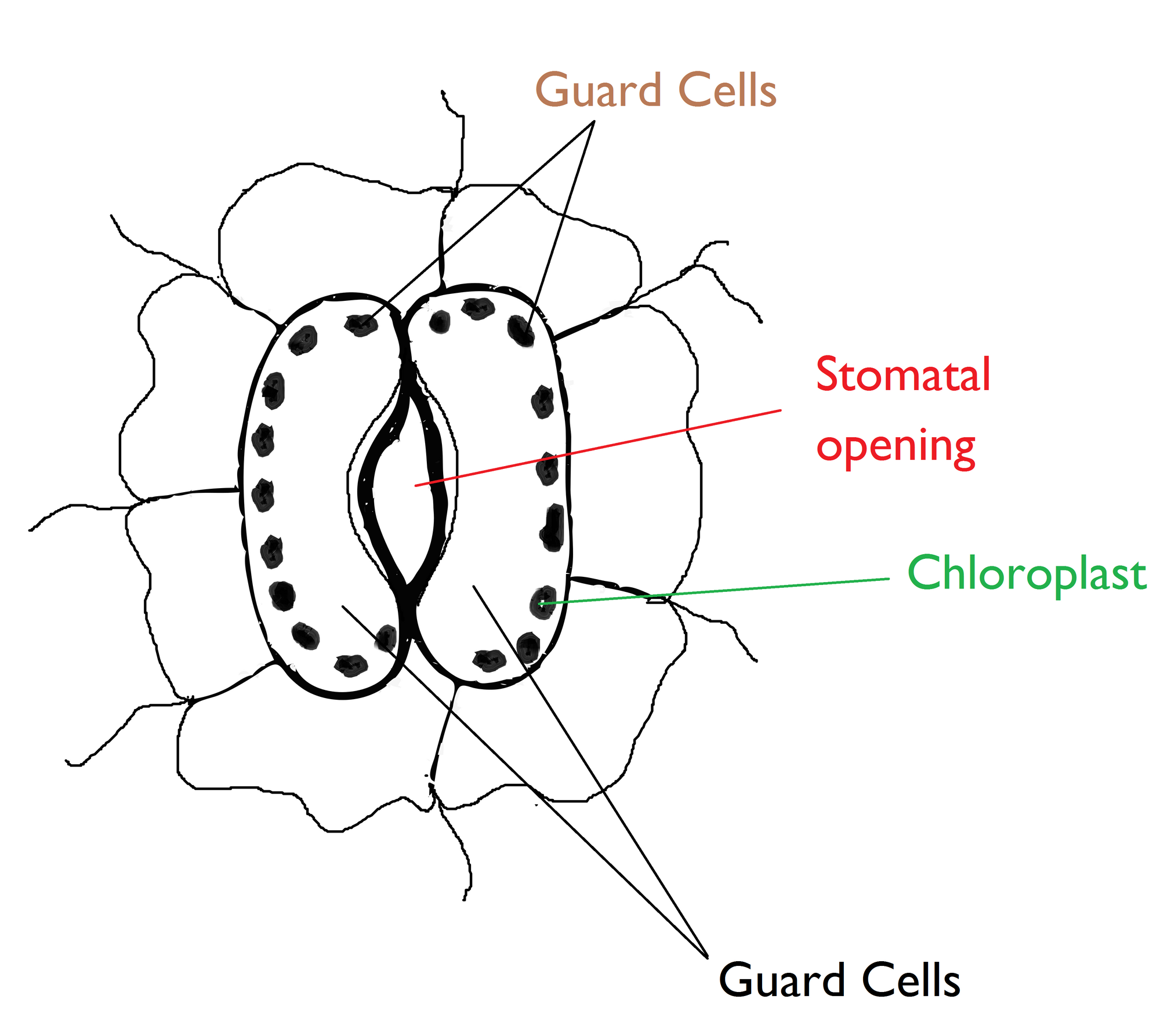 How To Draw Stomata Stomata Diagram Draw A Neat Label - vrogue.co