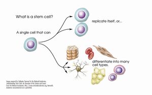 Stem-cells-03-goog