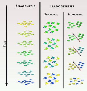 Anagenesis-03-goog