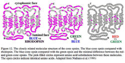 Molecular structure of the cone opsins