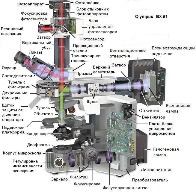Флюоресцентний мікроскоп, наука, fandom powered by wikia