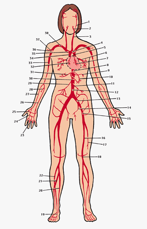Arteries-01-goog