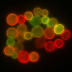 Fluorescentă microscop, știință, fandom alimentat de wikia