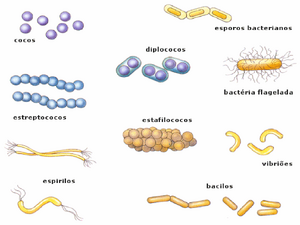 Bacteria-05-goog