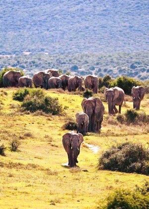 Animals-Elephants-01-goog