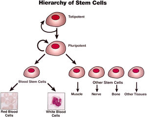 Stem-cells-01-goog