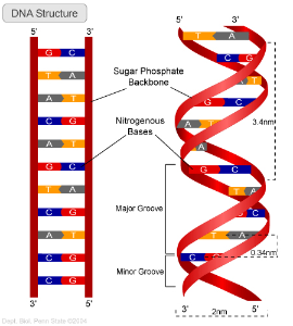 Nucleobases-04-goog