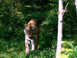 Tigr