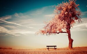 Bench-Tree-01-goog