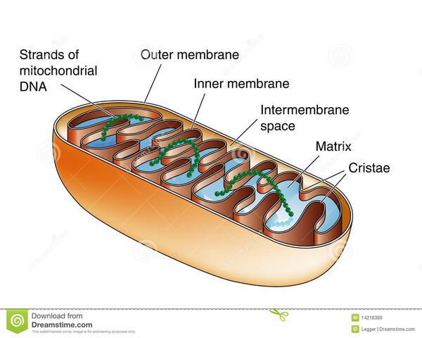 Image - Organelles-Mitochondrion-01-goog.jpg | Science Wiki | FANDOM