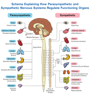 Systems-Nervous-Sympathetic-Parasympathetic-goog