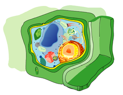 250px-Eukaryota cell strucutre