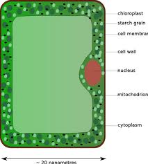 Plant Cell