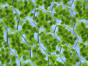 345px-Plagiomnium affine laminazellen
