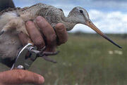 Banding Marbled Godwit