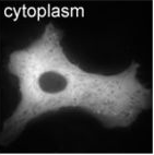 Cytoplasm