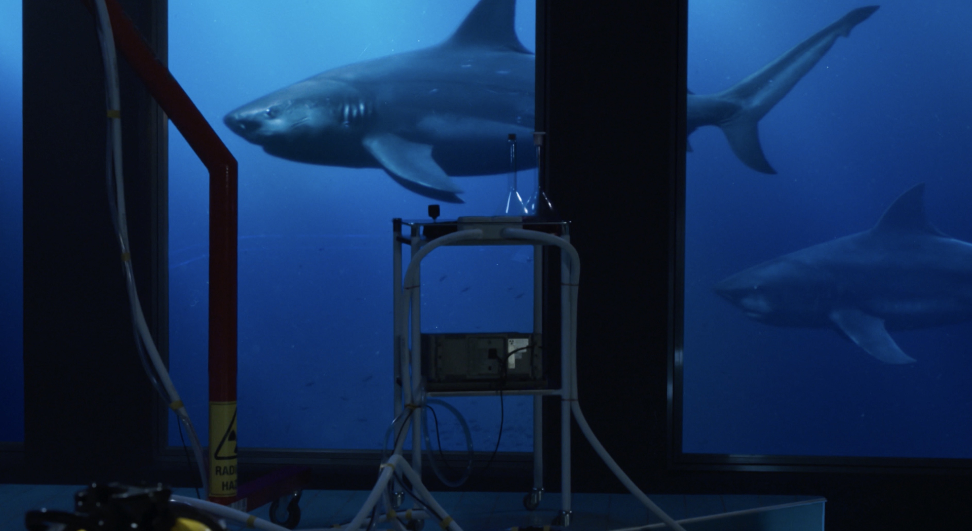movie deep blue shark movie deep blue shark