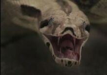 Zombie Snake