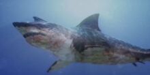 Toxic Shark