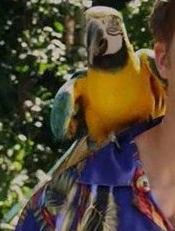 Zombie Macaw