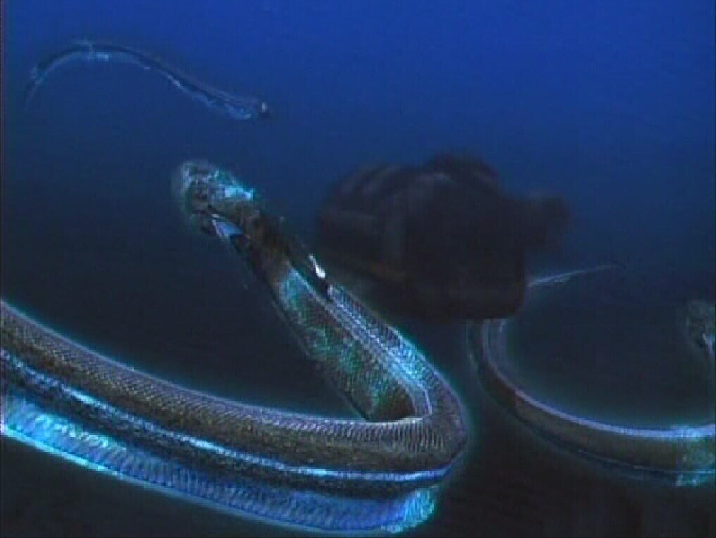 Electric Eel (Deep Shock) | Syfy Wiki | Fandom