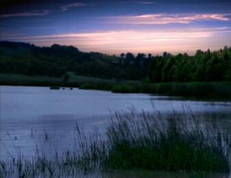 Swamp