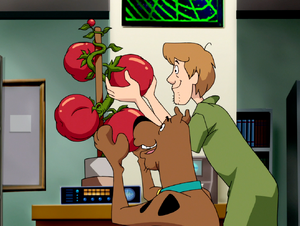 Tomatoes