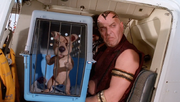Scrappy caged