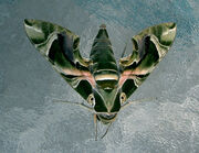 Moth