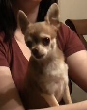 Izzy