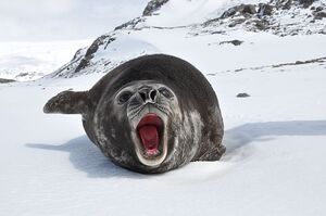 SCP-3213 Animal afectado