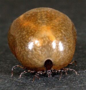 Garrapatafamelica