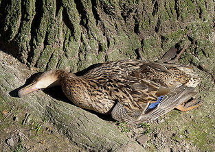 Duck-173