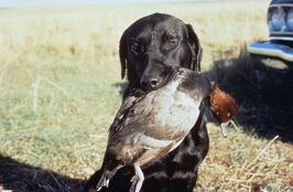 Kain-duck