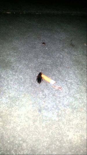 Badroach