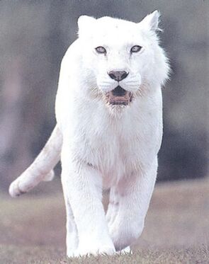 Scp-5067-j